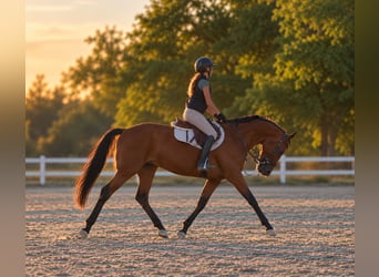 KWPN, Stute, 6 Jahre, 166 cm, Rotbrauner