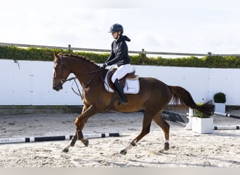 KWPN, Stute, 6 Jahre, 166 cm