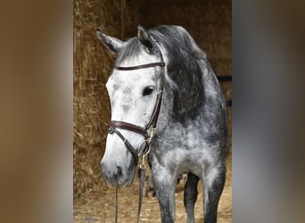 KWPN, Stute, 6 Jahre, 167 cm, Apfelschimmel