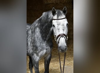 KWPN, Stute, 6 Jahre, 167 cm, Apfelschimmel