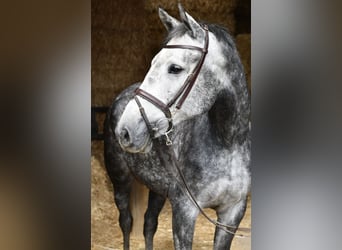 KWPN, Stute, 6 Jahre, 167 cm, Apfelschimmel