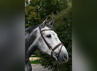 KWPN, Stute, 6 Jahre, 167 cm, Apfelschimmel