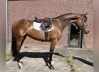 KWPN, Stute, 6 Jahre, 167 cm, Brauner