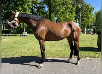 KWPN, Stute, 6 Jahre, 167 cm, Brauner
