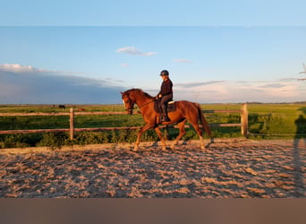 KWPN, Stute, 6 Jahre, 167 cm, Fuchs
