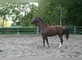 KWPN, Stute, 6 Jahre, 167 cm, Fuchs