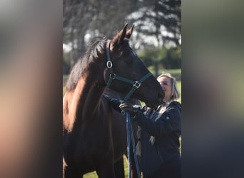 KWPN, Stute, 6 Jahre, 167 cm, Rappe