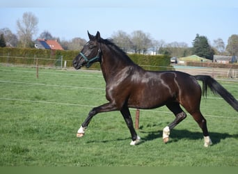 KWPN, Stute, 6 Jahre, 167 cm, Rappe