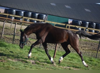 KWPN, Stute, 6 Jahre, 167 cm, Rappe
