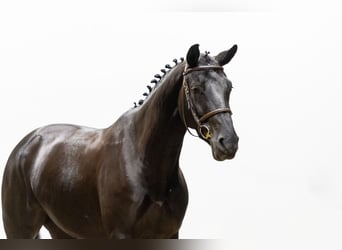 KWPN, Stute, 6 Jahre, 167 cm, Rappe