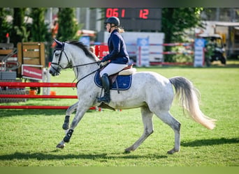 KWPN, Stute, 6 Jahre, 167 cm, Schimmel