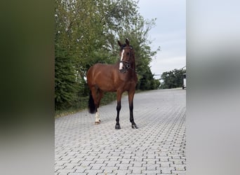 KWPN, Stute, 6 Jahre, 168 cm, Brauner