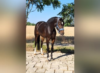 KWPN, Stute, 6 Jahre, 168 cm, Brauner