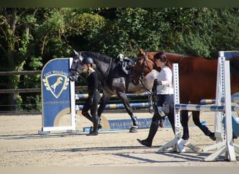 KWPN, Stute, 6 Jahre, 168 cm, Brauner