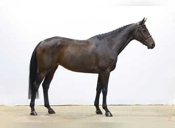 KWPN, Stute, 6 Jahre, 168 cm, Brauner