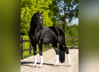 KWPN, Stute, 6 Jahre, 168 cm, Rappe
