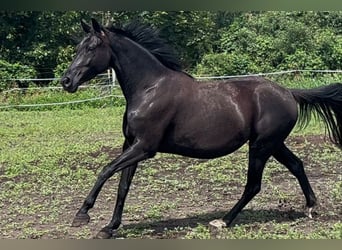 KWPN, Stute, 6 Jahre, 168 cm, Rappe