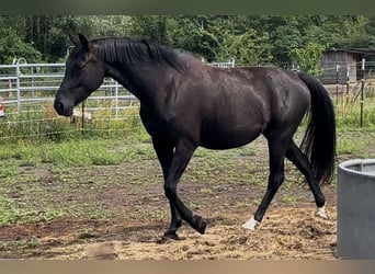 KWPN, Stute, 6 Jahre, 168 cm, Rappe
