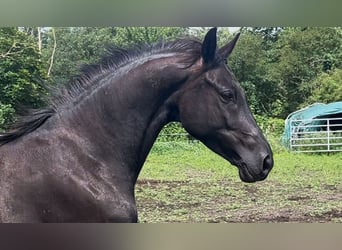 KWPN, Stute, 6 Jahre, 168 cm, Rappe