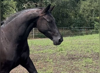 KWPN, Stute, 6 Jahre, 168 cm, Rappe