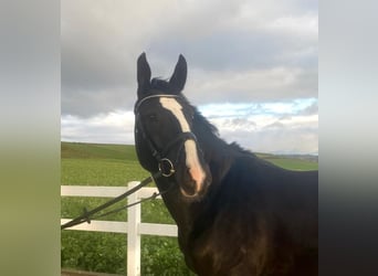 KWPN, Stute, 6 Jahre, 168 cm, Rappe