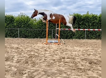 KWPN, Stute, 6 Jahre, 168 cm, Schecke