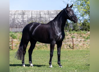 KWPN, Stute, 6 Jahre, 168 cm, Schwarzbrauner