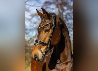 KWPN, Stute, 6 Jahre, 169 cm, Brauner