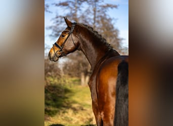 KWPN, Stute, 6 Jahre, 169 cm, Brauner