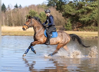 KWPN, Stute, 6 Jahre, 169 cm, Brauner