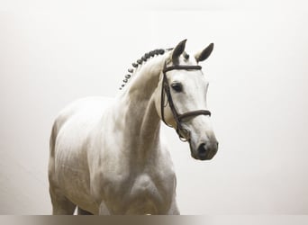 KWPN, Stute, 6 Jahre, 169 cm, Schimmel