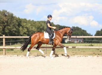 KWPN, Stute, 6 Jahre, 170 cm, Brauner