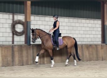 KWPN, Stute, 6 Jahre, 170 cm, Brauner