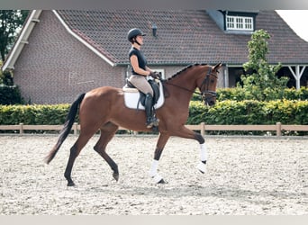 KWPN, Stute, 6 Jahre, 170 cm, Brauner