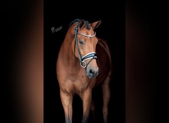 KWPN, Stute, 6 Jahre, 170 cm, Brauner