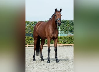 KWPN, Stute, 6 Jahre, 170 cm, Brauner
