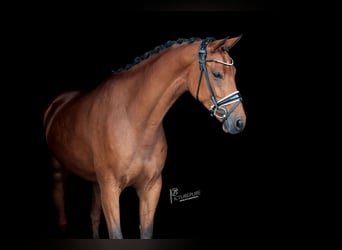 KWPN, Stute, 6 Jahre, 170 cm, Brauner