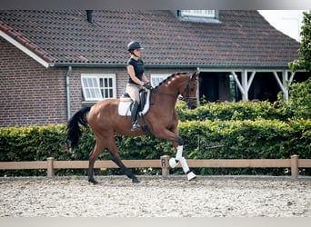 KWPN, Stute, 6 Jahre, 170 cm, Brauner