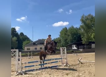 KWPN, Stute, 6 Jahre, 170 cm, Brauner