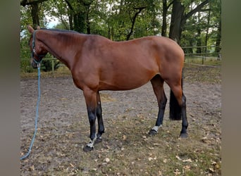KWPN, Stute, 6 Jahre, 170 cm, Brauner