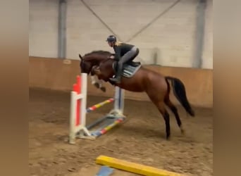 KWPN, Stute, 6 Jahre, 170 cm, Brauner