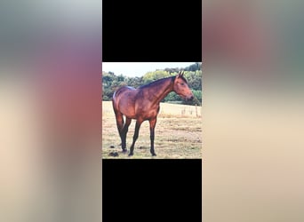 KWPN, Stute, 6 Jahre, 170 cm, Brauner