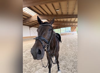 KWPN, Stute, 6 Jahre, 170 cm, Dunkelbrauner