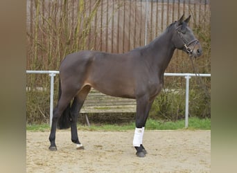 KWPN, Stute, 6 Jahre, 170 cm, Dunkelbrauner