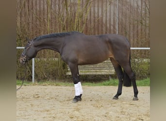 KWPN, Stute, 6 Jahre, 170 cm, Dunkelbrauner