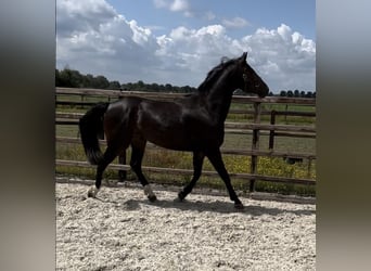 KWPN Mix, Stute, 6 Jahre, 170 cm, Dunkelbrauner