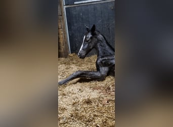 KWPN, Stute, 6 Jahre, 170 cm, Dunkelbrauner