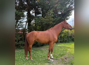 KWPN, Stute, 6 Jahre, 170 cm, Fuchs