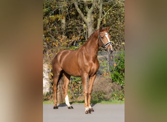 KWPN, Stute, 6 Jahre, 170 cm, Fuchs