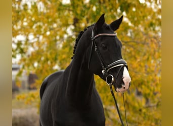 KWPN, Stute, 6 Jahre, 170 cm, Rappe